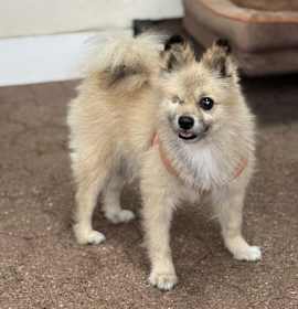 Photo of Prince the Pom