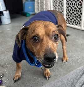 Photo of Bandit Buddy