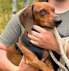 Photo of DRUT UTAH WALTER