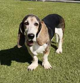 Photo of Beetle Bailey