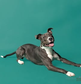 Photo of Brook (foster)