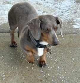 Photo of DRUT UTAH Milo