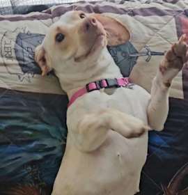 Photo of DRUT UTAH LADY