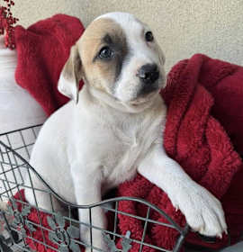 Photo of Berry Pup - Dewberry