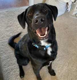 Photo of Miles Davis