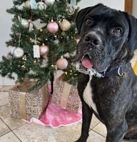 Ivy - Foster/Potentially Adopt photo 2