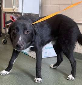 Photo of Snickerdoodle