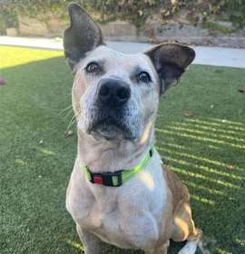 Photo of Mushroom Gravy