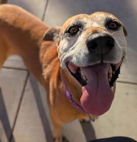 Photo of Mush Potato