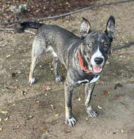 Photo of Calamari Joe