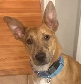 Photo of CT Payton (Fostered in Glastonbury, CT)