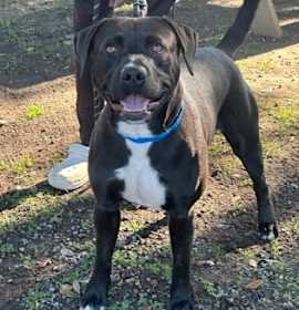 Photo of 89386a Loyalty