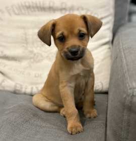 Photo of Holly Berry