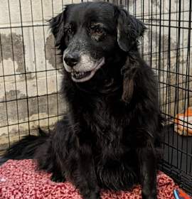 Photo of Molly (Spayed) Pics 12/12/2025