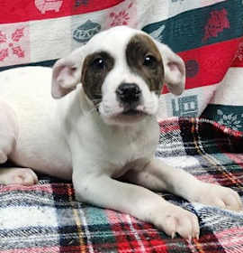 Photo of 251853 Grinch