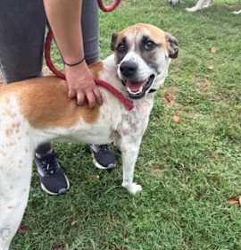 Photo of Barkley (Tayla)