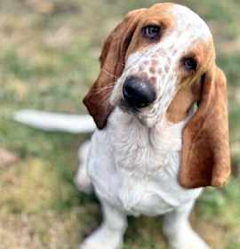 Photo of HOPPER - ADOPTION PENDING!