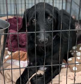 Photo of Emery (Photos 12/12/2025)