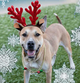 Photo of Boo-Berry Pancakes