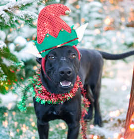 Photo of Elfin Roly Poly