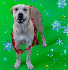 Photo of Witchy Whiskers