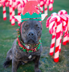 Photo of Count Sniffsalot