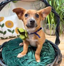 Photo of Charlie Gilstrap