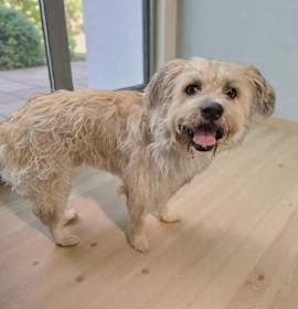 Photo of Little Man (Pepsi)