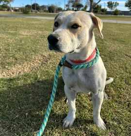 Photo of Bingo Sparkles