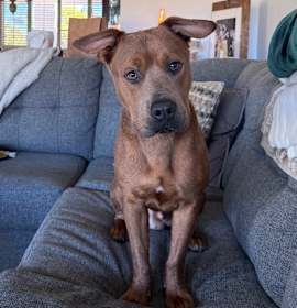 Photo of Scrappy-Doo