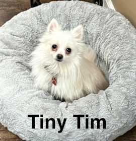 Photo of Tiny Tim