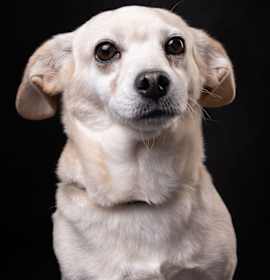 Photo of TOMAS - no longer accepting applications