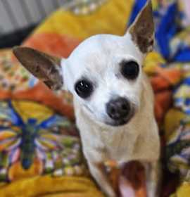 Photo of Kisha BONDED with Furrari