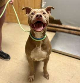 Photo of Major Payne