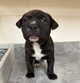 Photo of Alphie / AC 27328 G