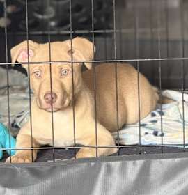 Photo of Kaladin (aka Kal)