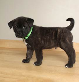 Photo of Kodiak D66909