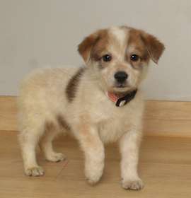 Photo of Rodeo D67415