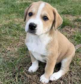 Photo of PUPPY HARRY