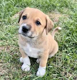 Photo of PUPPY BILLIE