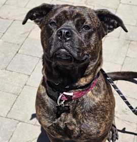 Buttercup (C000-374)-City of Industry Location photo 2