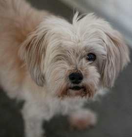 Photo of Luna (N25-297)