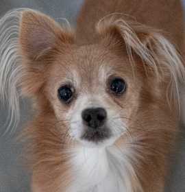 Photo of Chico (N25-299)