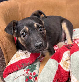 Photo of Ted Lindsay