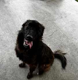 Photo of BARRY BONDS