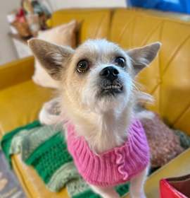 Photo of Miss Fancy Girl