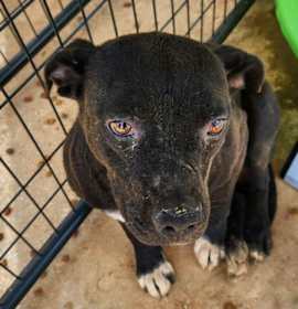 Photo of 052455 - Ruby