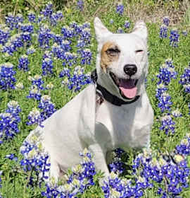 Photo of Hurley in Kerrville