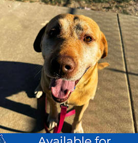 Photo of Buddy - Missouri (D25-90)