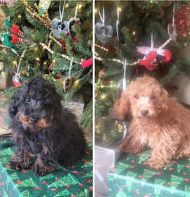 Photo of Toy poodle pups male or female